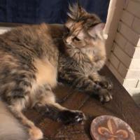 Diane Brookings