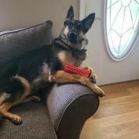 Shirley hodges