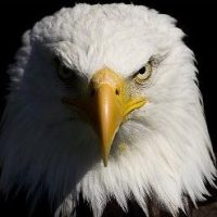america o akbar