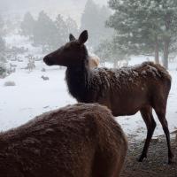 Sue Holtz