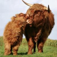Kim Bownds