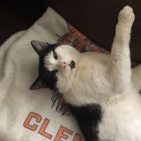 Trenia Fullerton