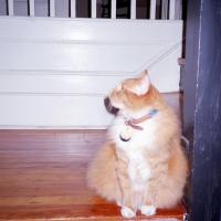 Deborah Thomas