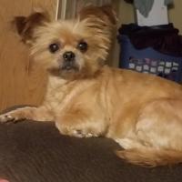 Raelene Brumbaugh