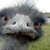 Kenneth Reinsch