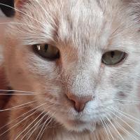 Monica