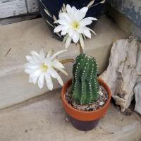 Michele Musgrave