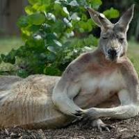 SKIPPY - WWG1WGA