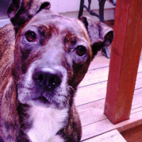 Maria Taliercio