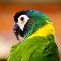 George Gazda