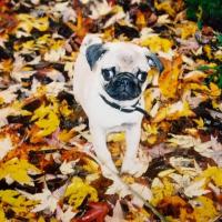 Aileen Barreca
