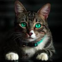 Scott moses