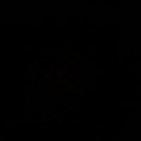 Lacey Behnke