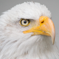 Thia CC