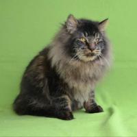 Tonna Carlo