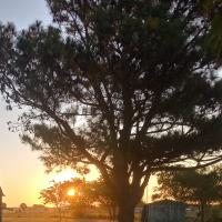 Thetesa Altland Taylor