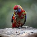 Thubten K Drolma