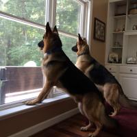 John Alexander