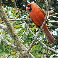 Diana Micheliche-Tolson