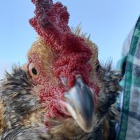 Laurie Gilliam