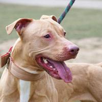 Pit Bull Discussion