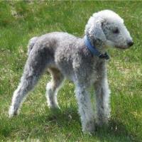 Bedlington Terrier