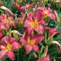 Daylily1