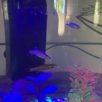 Dorothy Sandusky