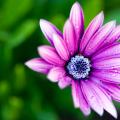 JANET BOYLE