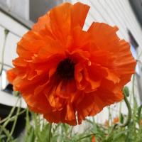 Michelle Larson