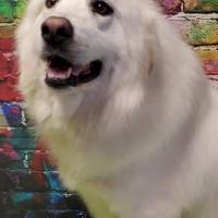 Disco Dog