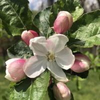 Deanna
