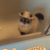 Kelly galcik