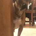 Casey