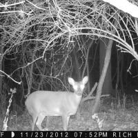 Julie Burner