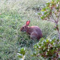 Rebecca Alley
