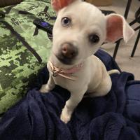 Chrissy Crockers