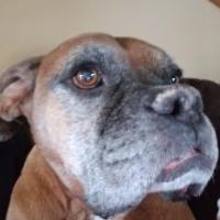 Steve Neal