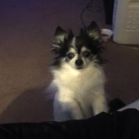 Connie Harris
