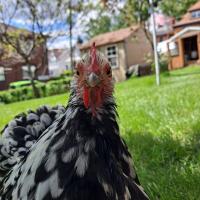 Jeff Meier
