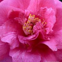 Nancy Linderman