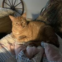 Lisa Weeter