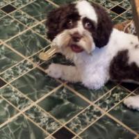 Bernadette Fitzharris