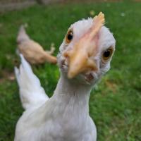 Marjorie Druash