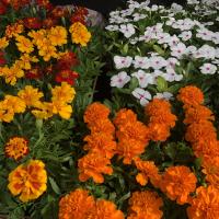 Joanne Smith