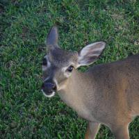 Sue Keddie
