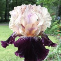 Susan Taylor
