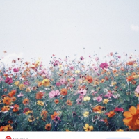 Lisa DiDonato