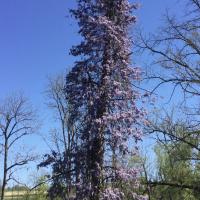 Pamela Jean Smith