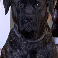Richard Whitcroft